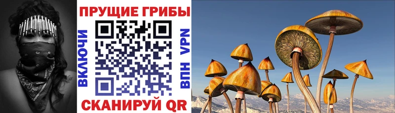 Галлюциногенные грибы Psilocybine cubensis  darknet телеграм  Бийск 